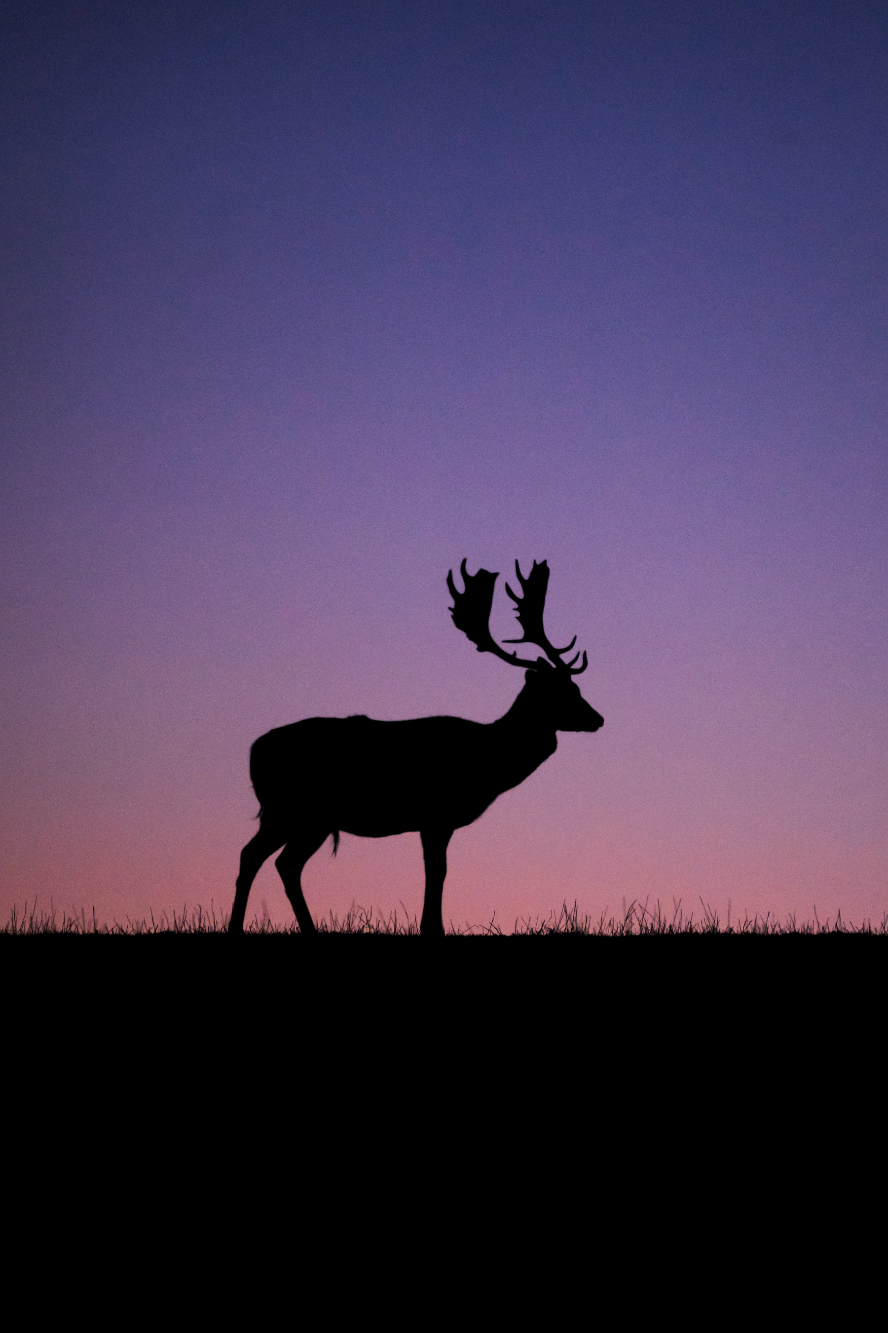 The silhouette of a fallow buck with broad antlers standing on a ridge against a violet dusk sky