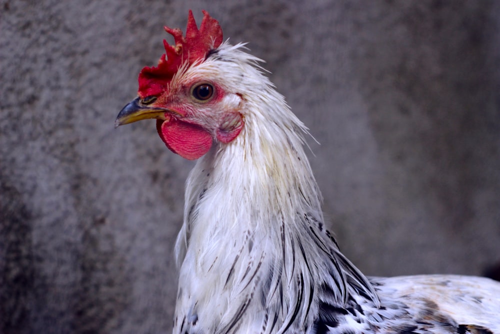 white and gray rooster on gray concrete floor