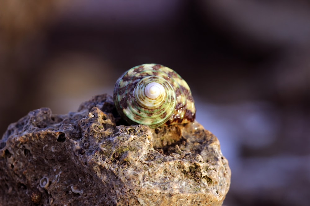 green and brown stone on brown rock