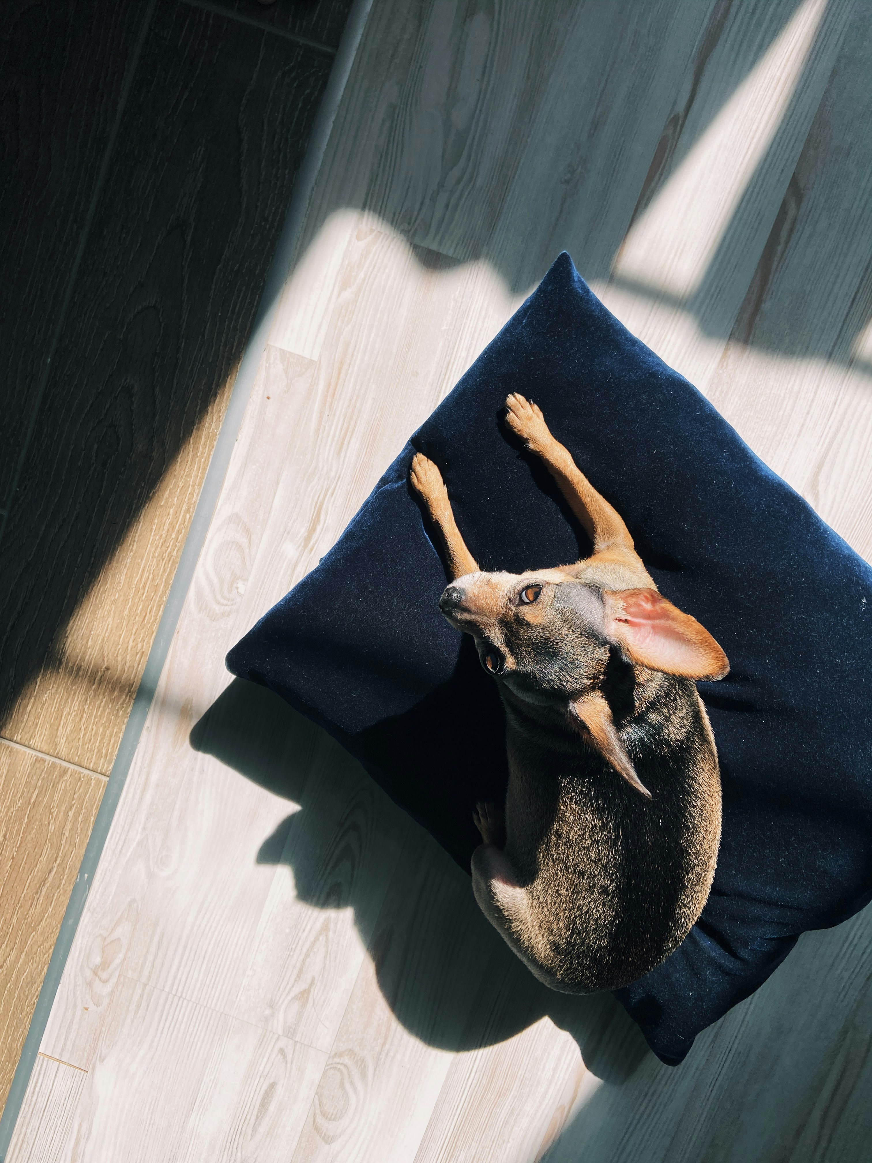 brown short coated dog lying on blue textile
