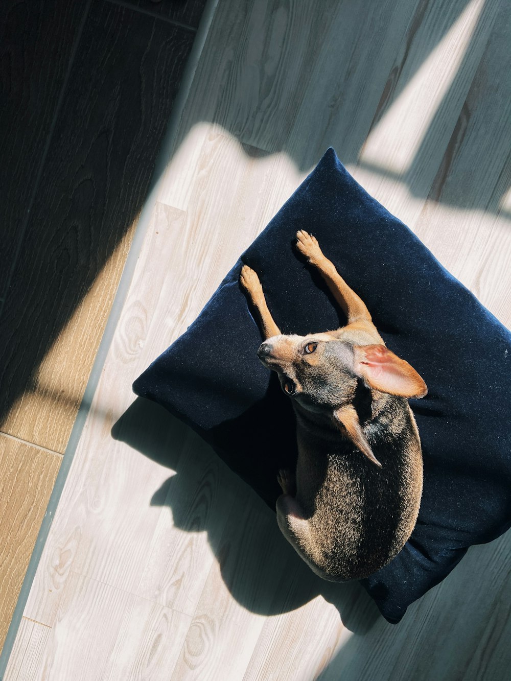 brown short coated dog lying on blue textile