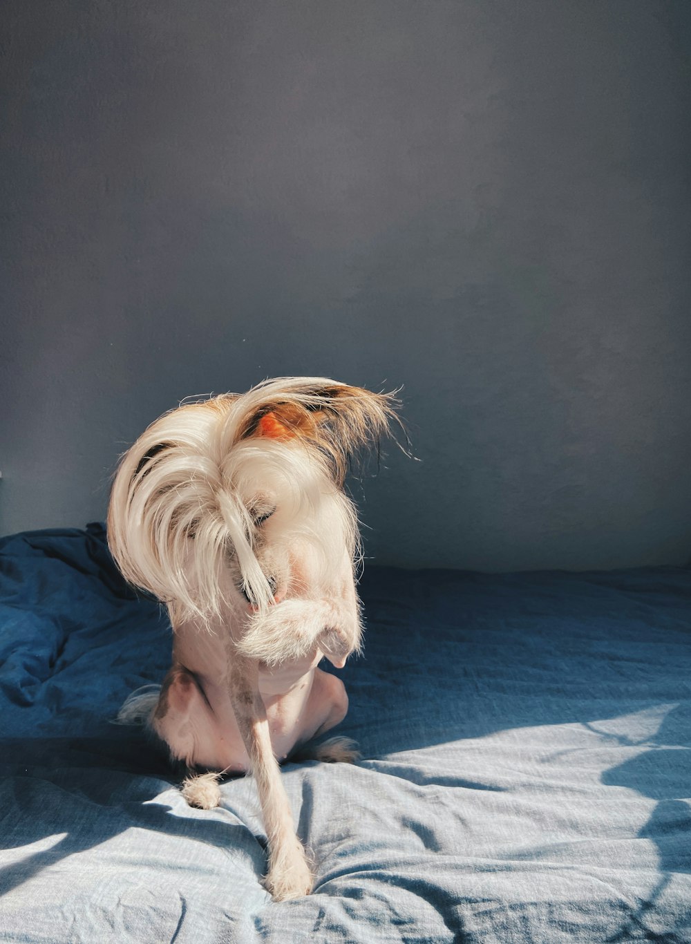 brown and white long haired dog lying on blue textile