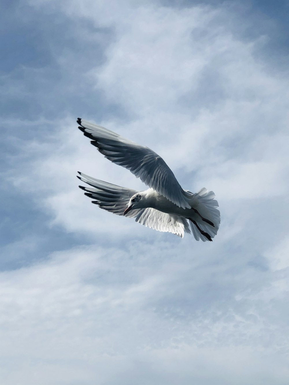 낮에 흰 구름 아래를 날아다니는 흰 새