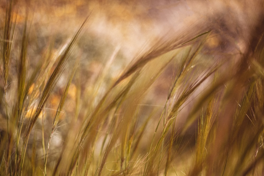 brown wheat field during daytime