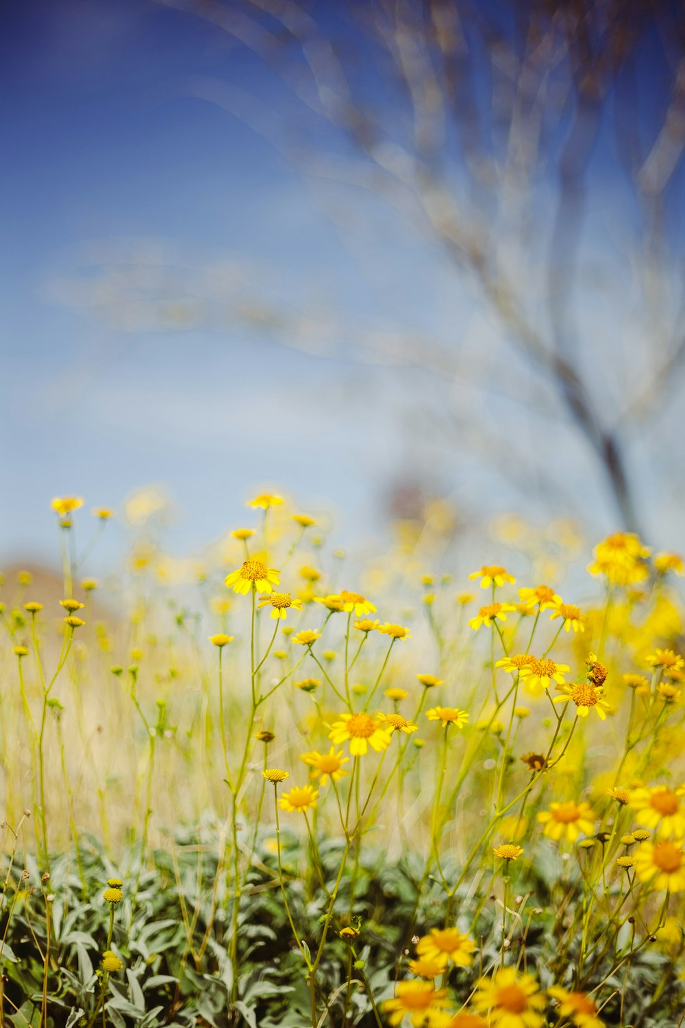 yellow flower field under blue sky during daytime