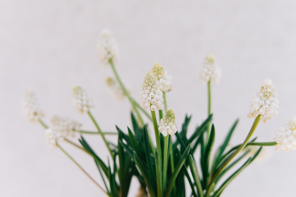 white flowers with green leaves