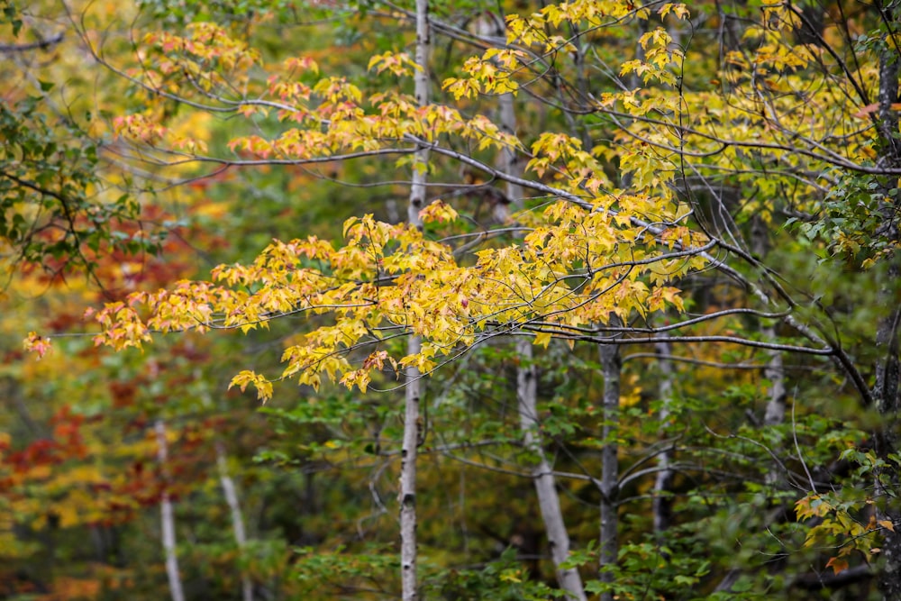 yellow and green leaf tree