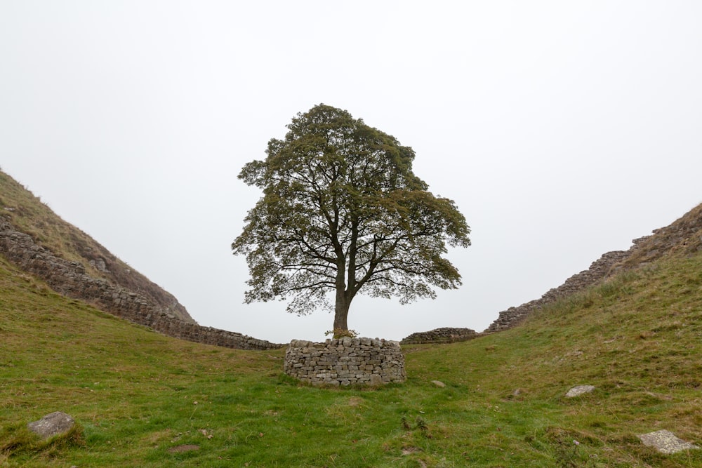 albero verde su campo di erba verde durante il giorno