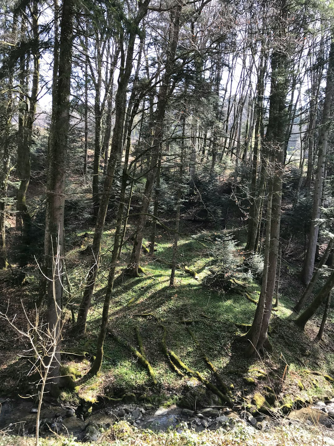 Forest photo spot 1068 Leukerbad