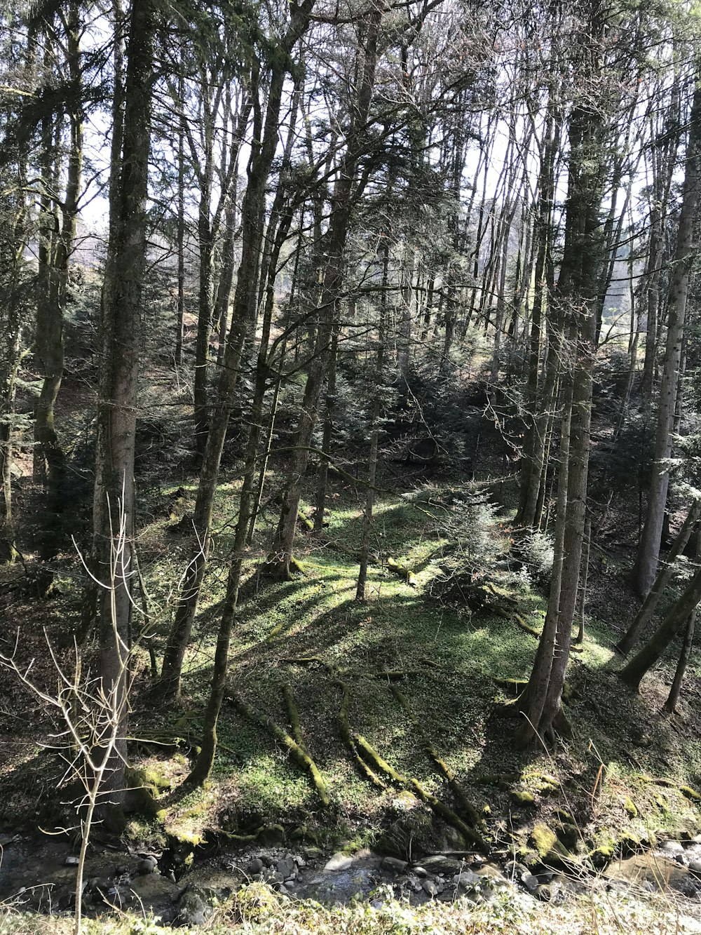 green trees and plants during daytime