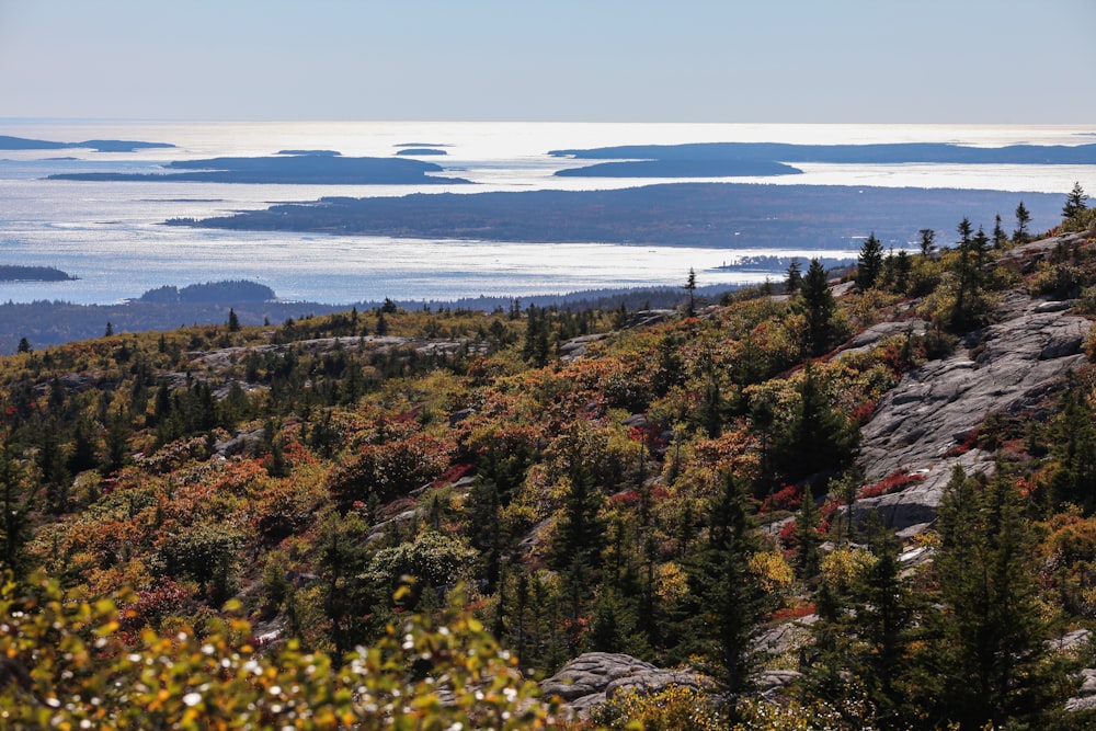 arbres verts et bruns près du plan d’eau pendant la journée