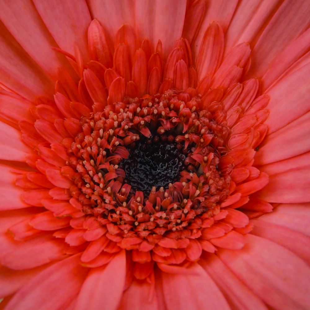 pink flower in macro shot