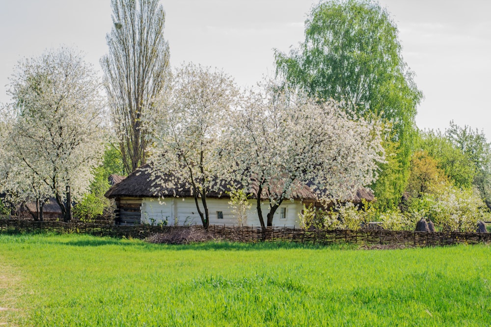 green grass field with trees and house