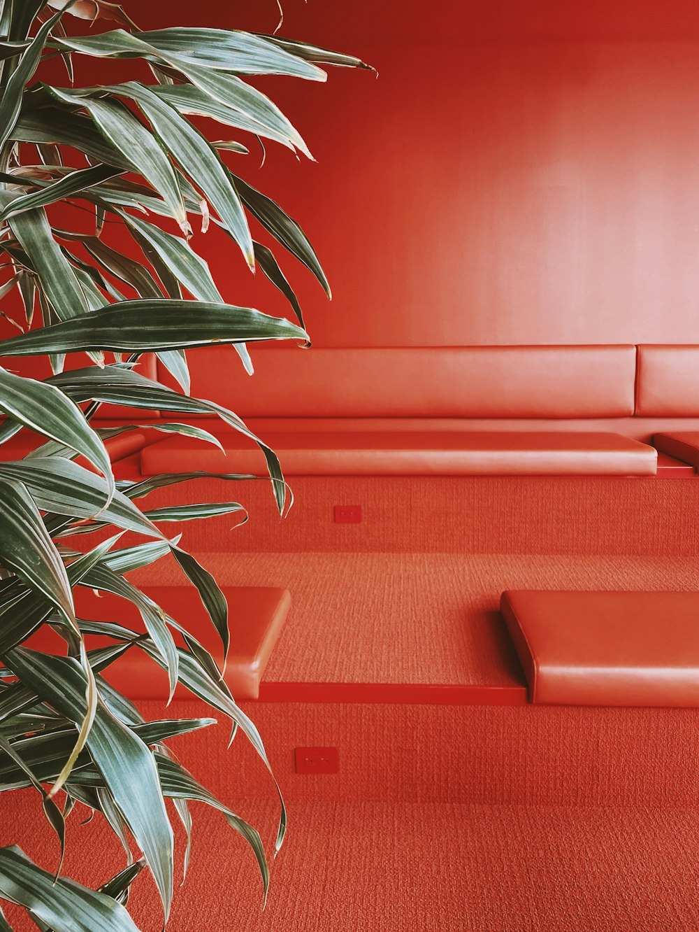 green plant on red couch
