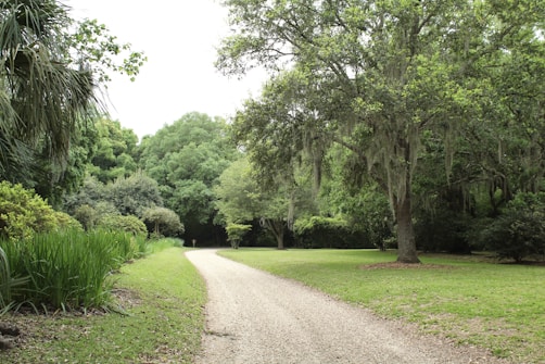 A winding, gravel pathway meanders through a lush, green forested area. Tall trees with hanging moss provide shaded cover on one side, while shrubs and various greenery line the other. Sunlight filters through the leaves, casting gentle shadows on the ground.