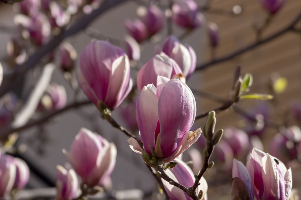 pink and white flowers on brown wooden fence