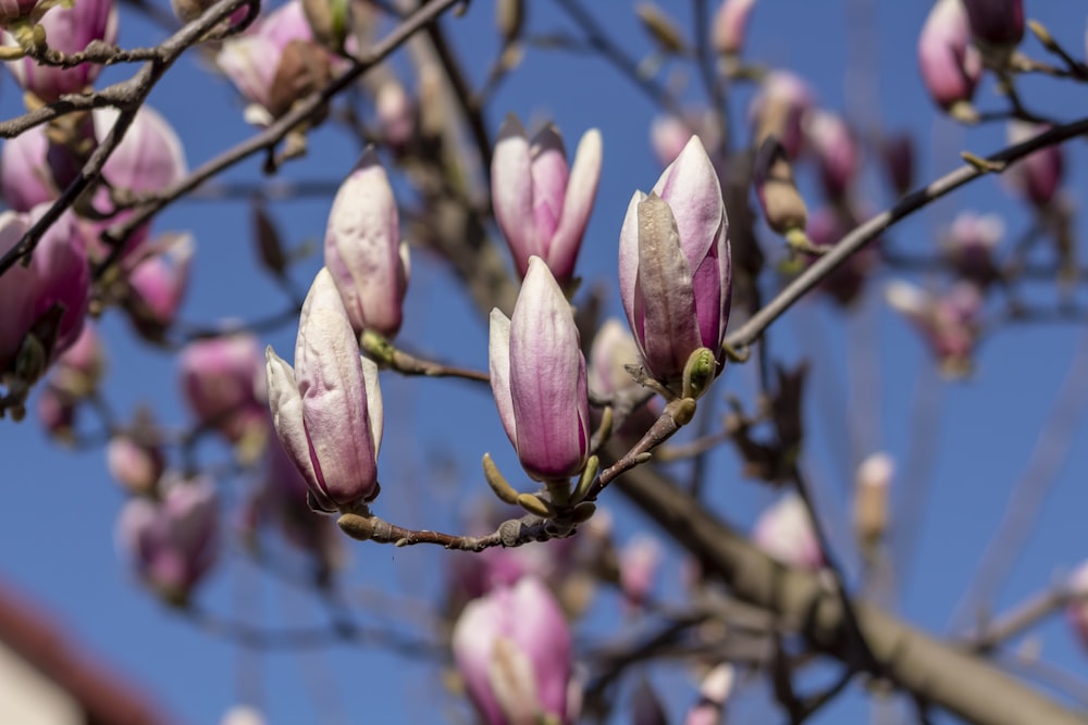 pink and white flower buds