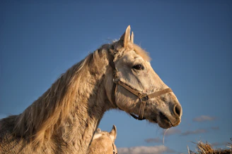 A calm young horse wearing a saddle, ready for its first ride under a clear blue sky.