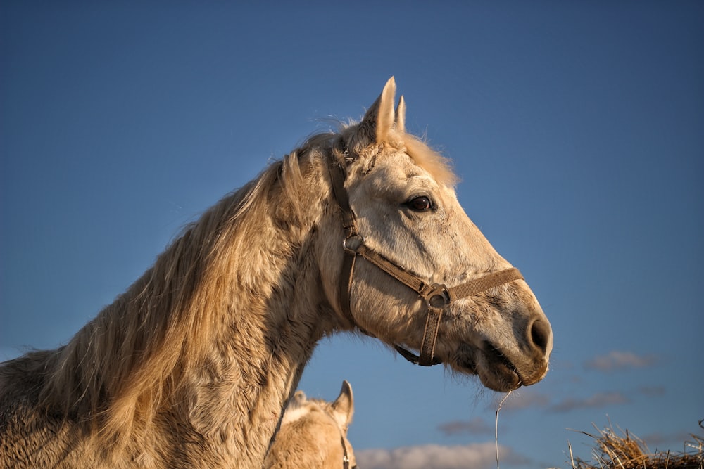 brown horse and white horse during daytime