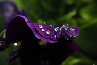 Dark purple flower petals adorned with glistening water droplets, set against a blurred green background.