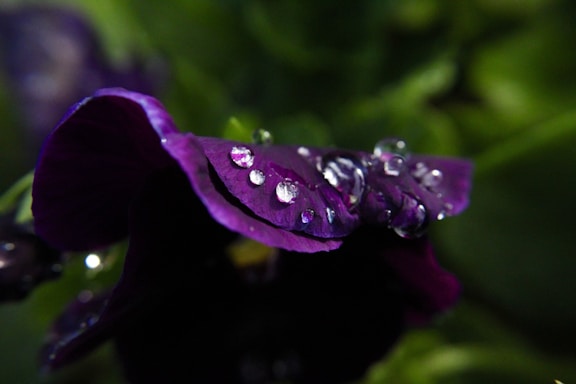 Dark purple flower petals adorned with glistening water droplets, set against a blurred green background.