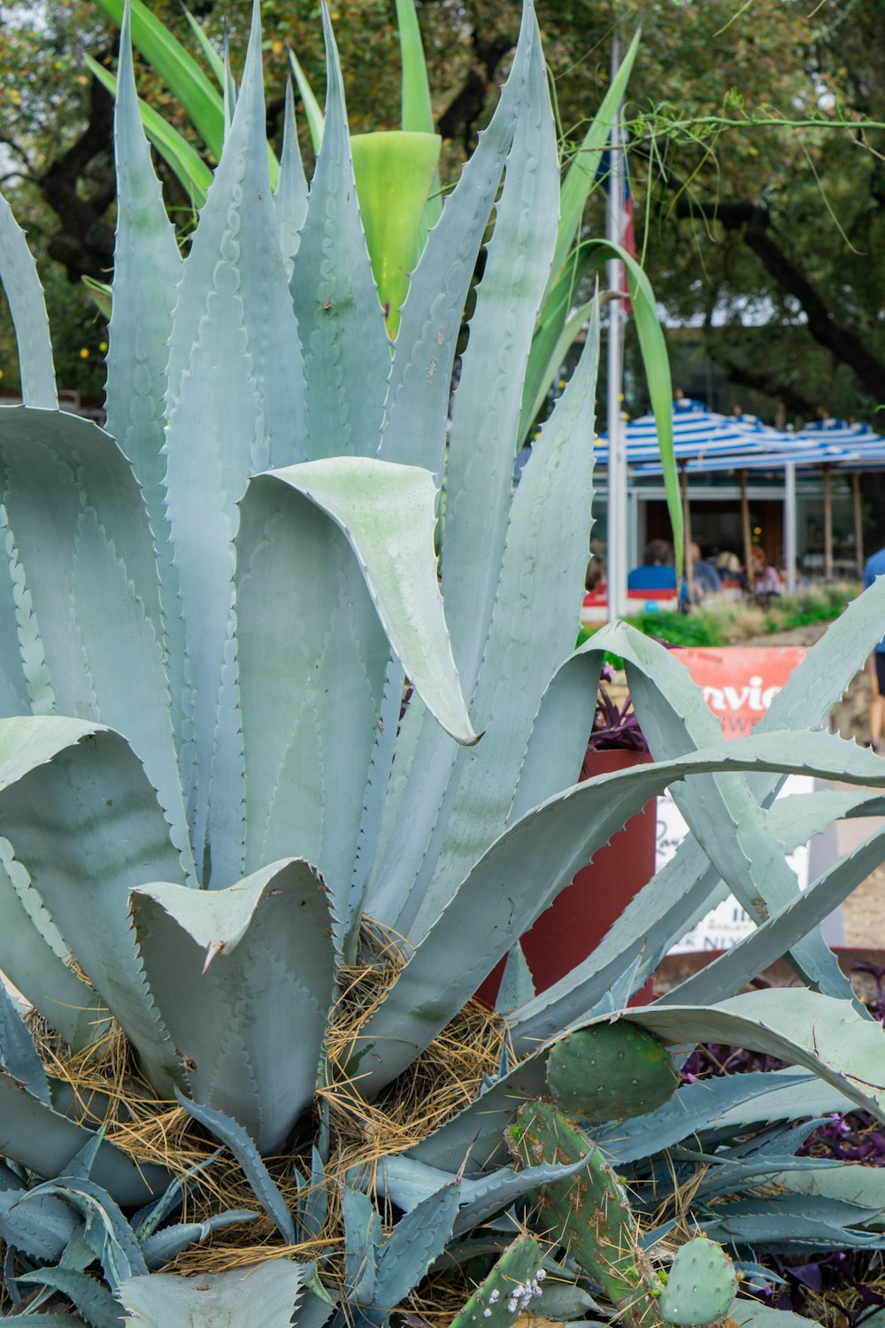 green cactus plant near white wooden fence during daytime