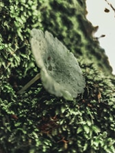 A close-up of fresh oyster mushrooms growing on moist, rich soil under natural light