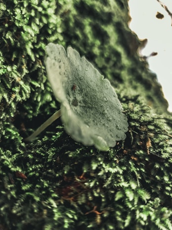A close-up of fresh oyster mushrooms growing on moist, rich soil under natural light