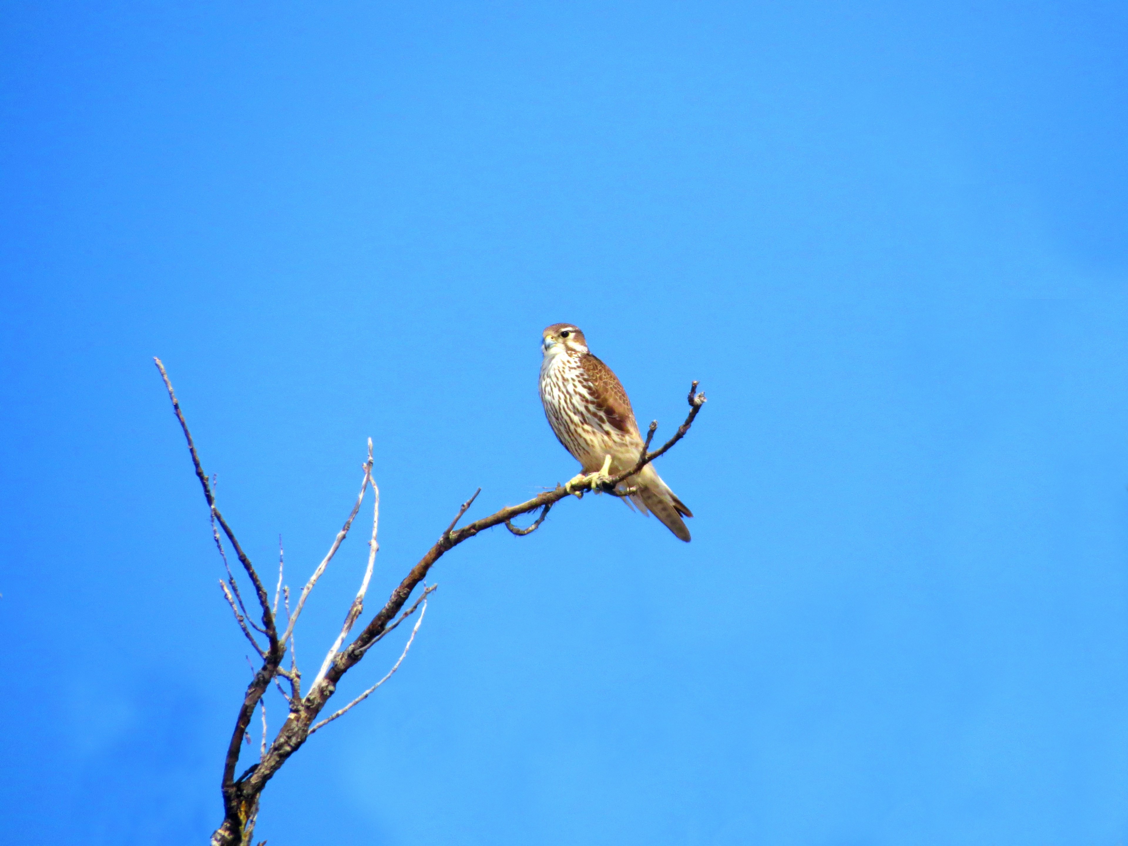 brown bird on brown tree branch during daytime
