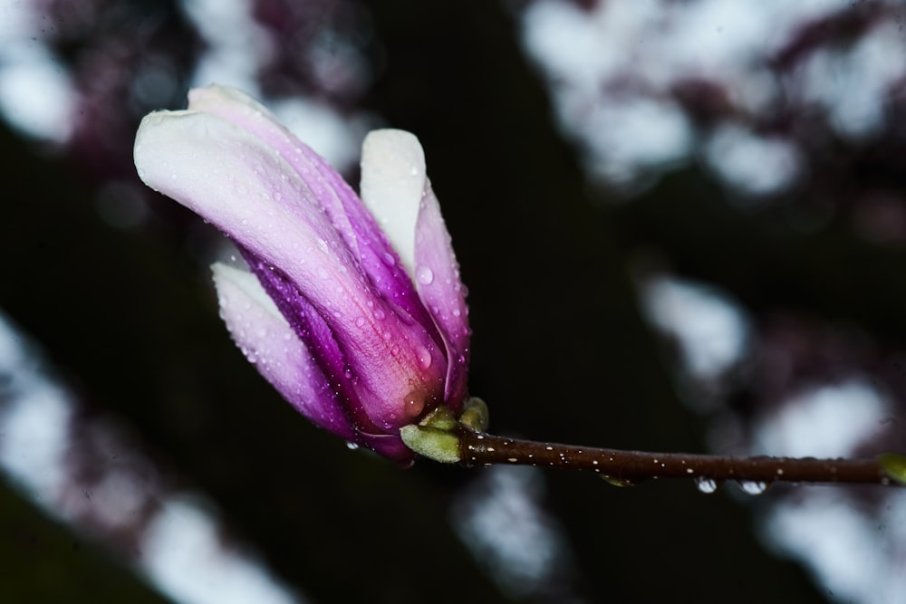 white and purple flower in tilt shift lens