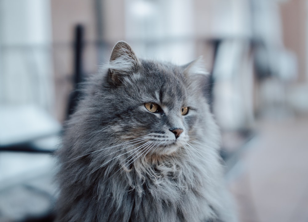 black and white persian cat