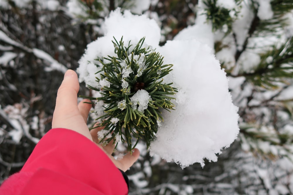 person holding white snow on green pine tree