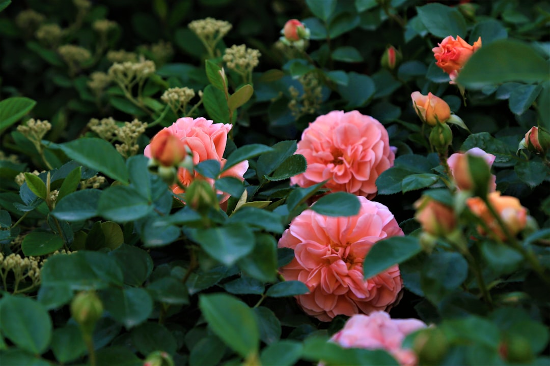 pink flowers with green leaves