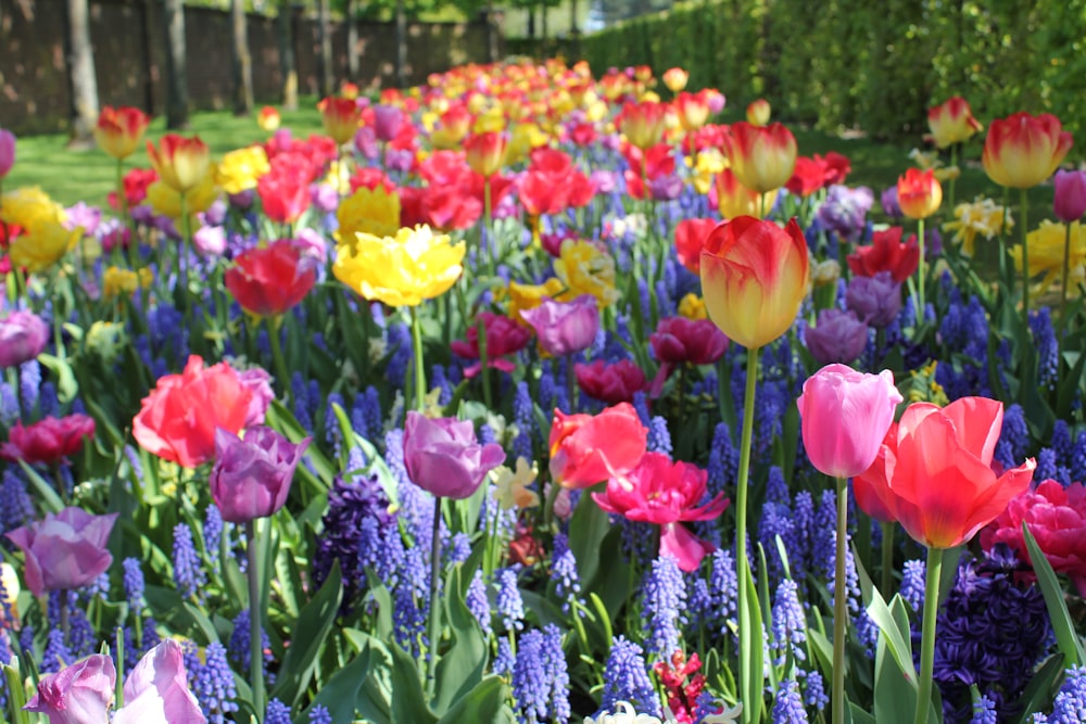 red yellow and purple tulips field