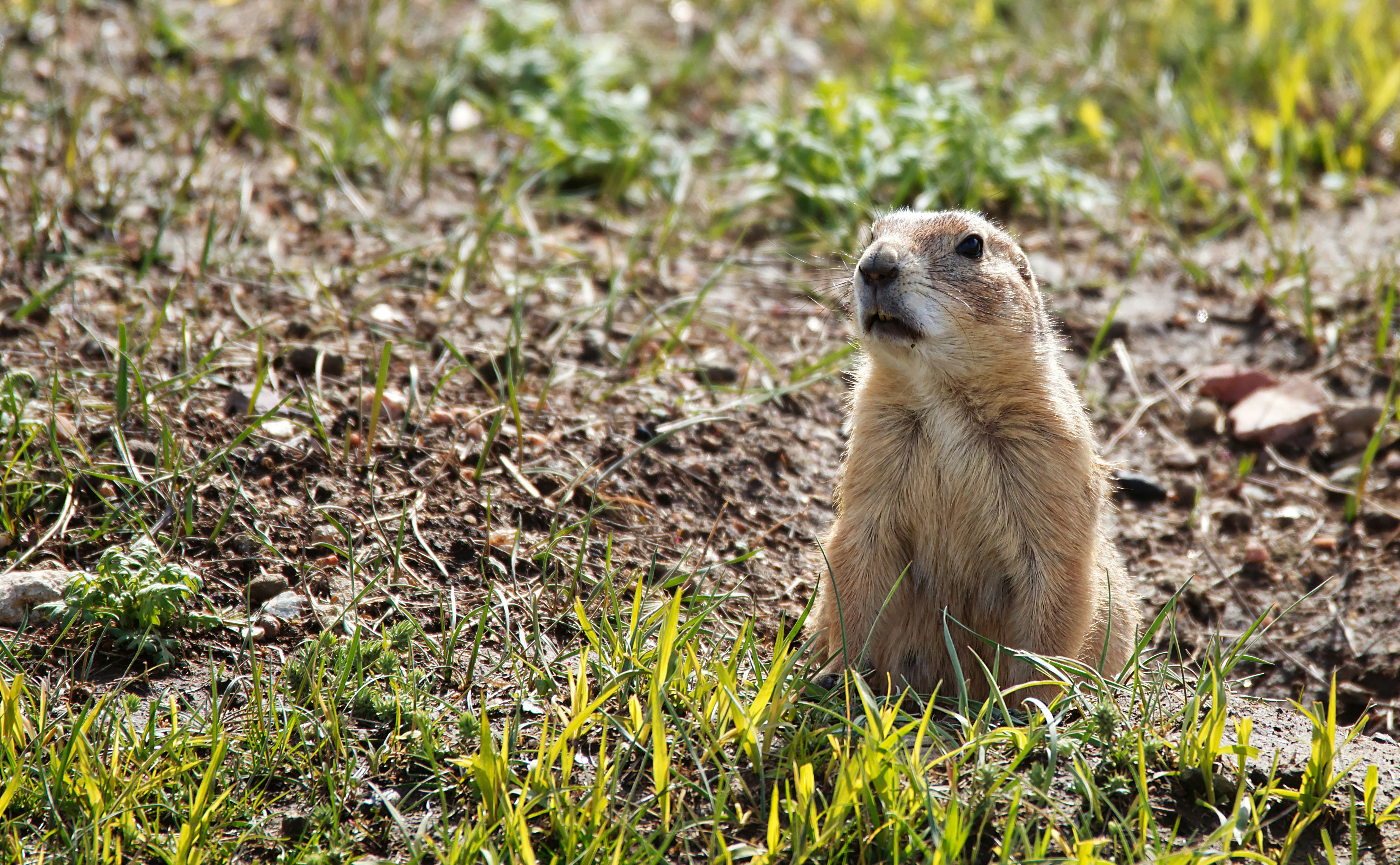 brown rodent on green grass during daytime