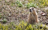 A curious prairie dog stands upright in a patch of grass, appearing alert. The ground is a mix of soil and sparse greenery, with small plants and grass surrounding the animal.