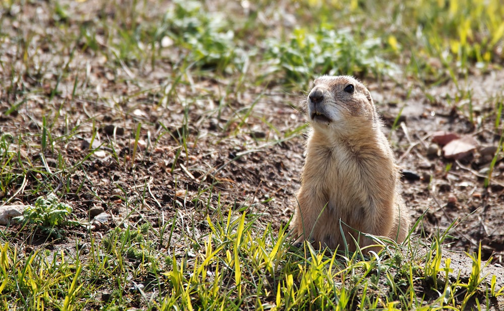 brown rodent on green grass during daytime