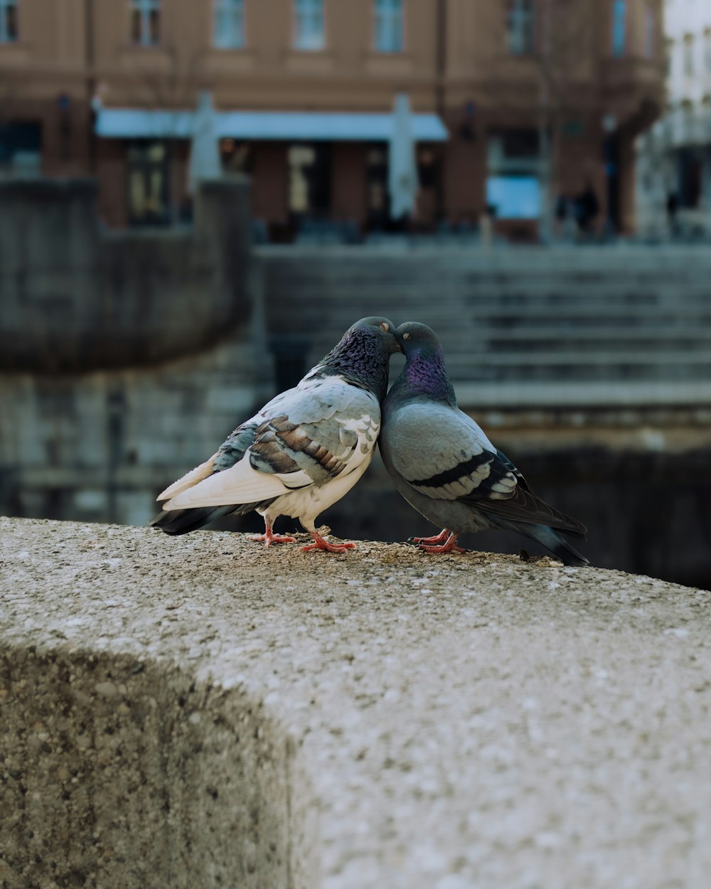 black and white pigeon on gray concrete surface