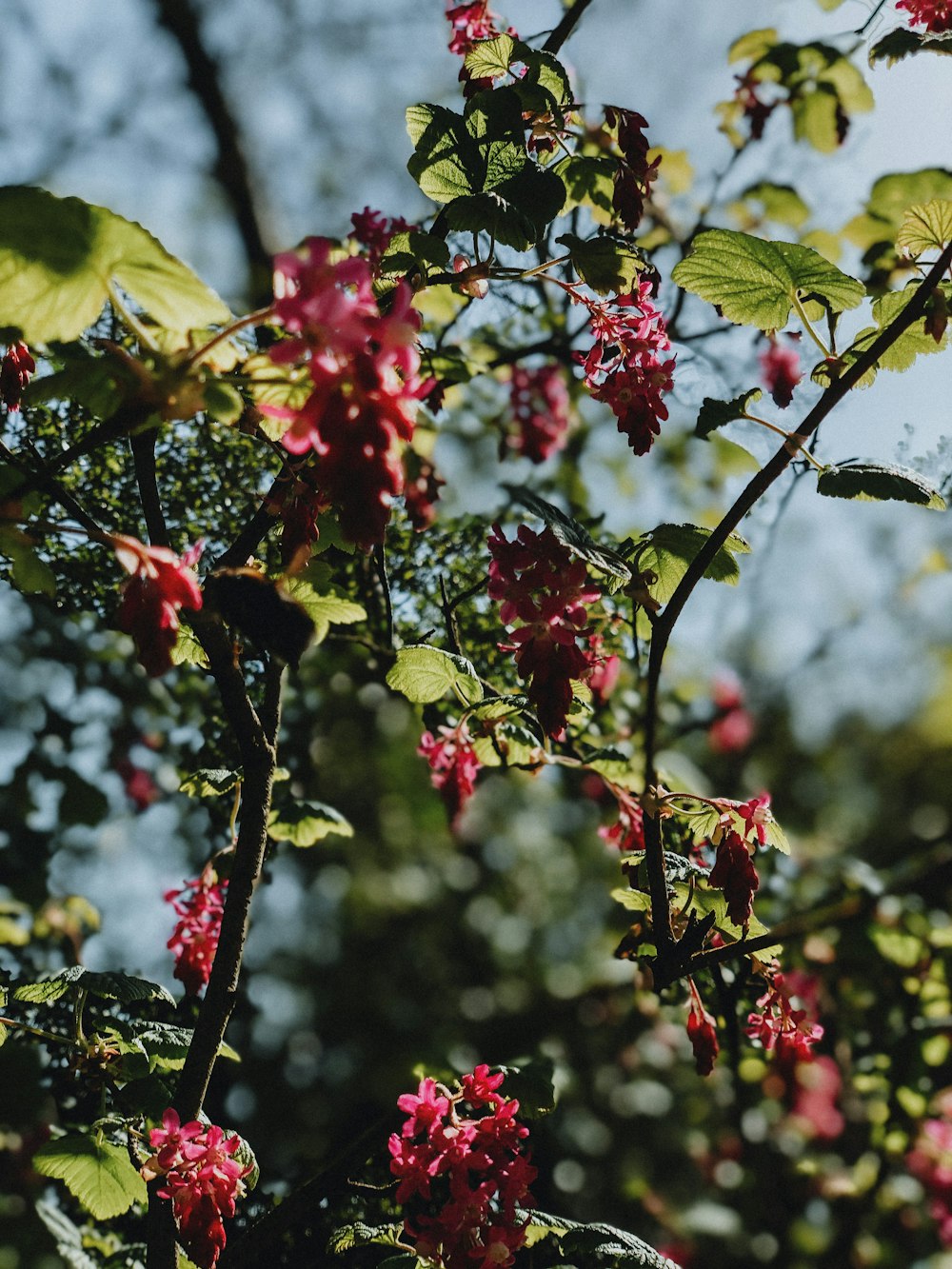 red and green leaves on tree