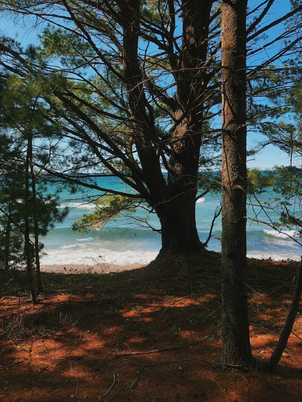 green trees near body of water during daytime