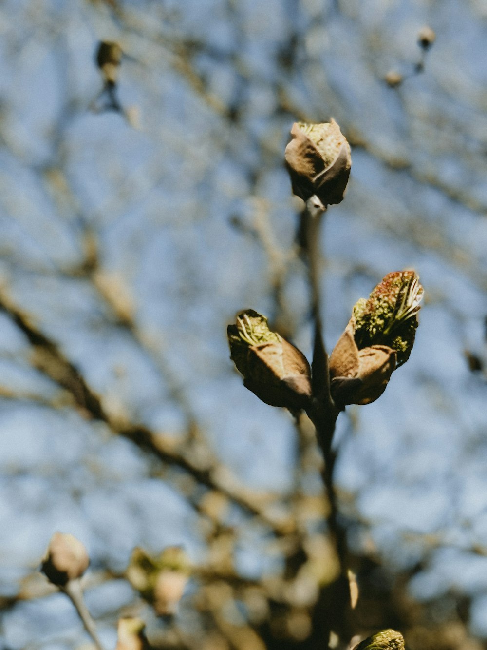 brown dried leaves on brown stem