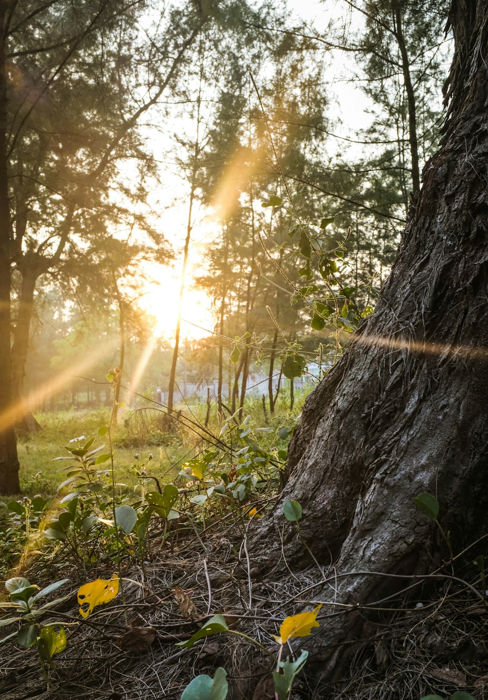 brown tree trunk during daytime