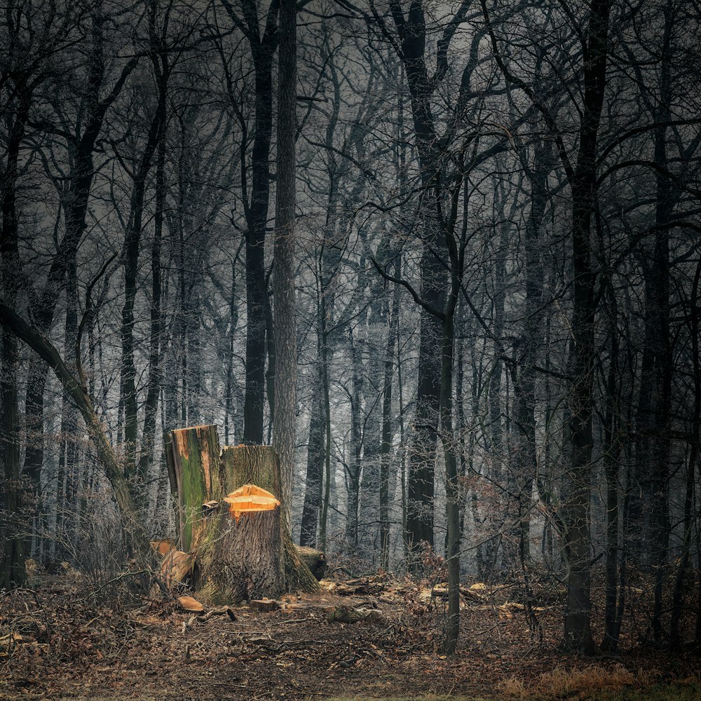 brown tree log on forest during daytime