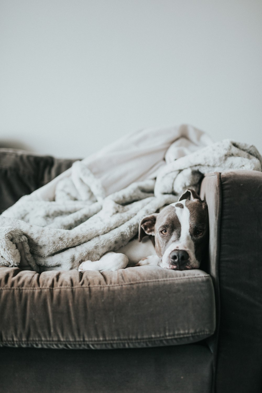 brown and white short coated dog lying on white textile