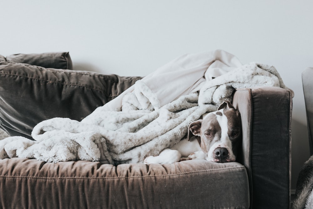 brown and white short coated dog lying on white textile