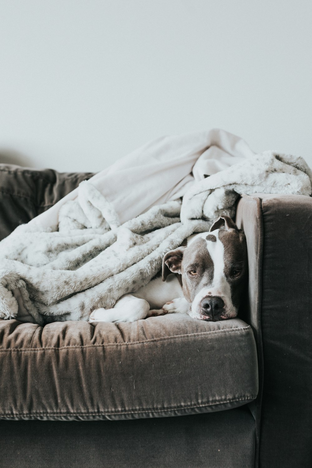 brown and white short coated dog lying on brown couch