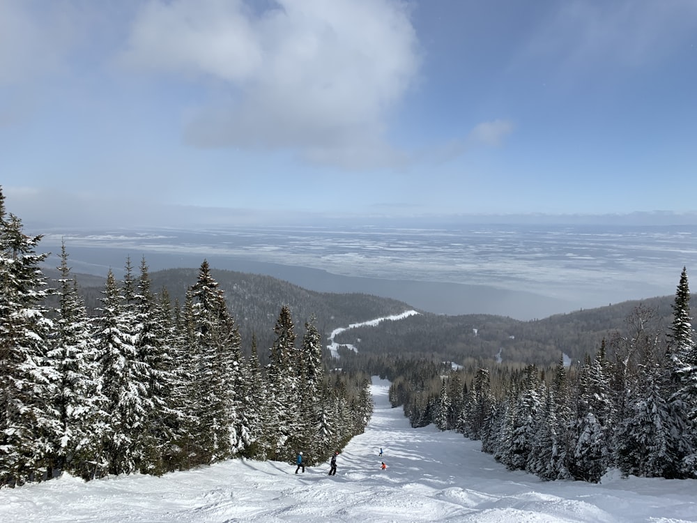 Person in roter Jacke und blauer Hose, die auf schneebedecktem Boden in der Nähe von grünen Bäumen unter