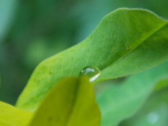 A close-up of a water droplet resting on a vibrant leaf.