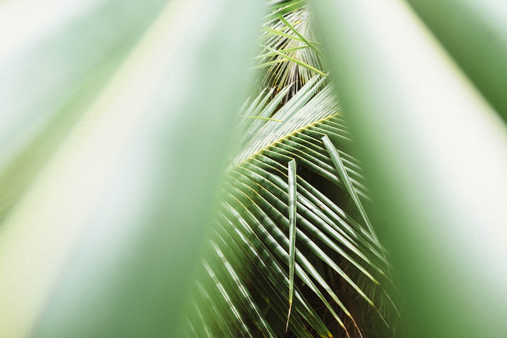 plante de palmier vert en photographie en gros plan