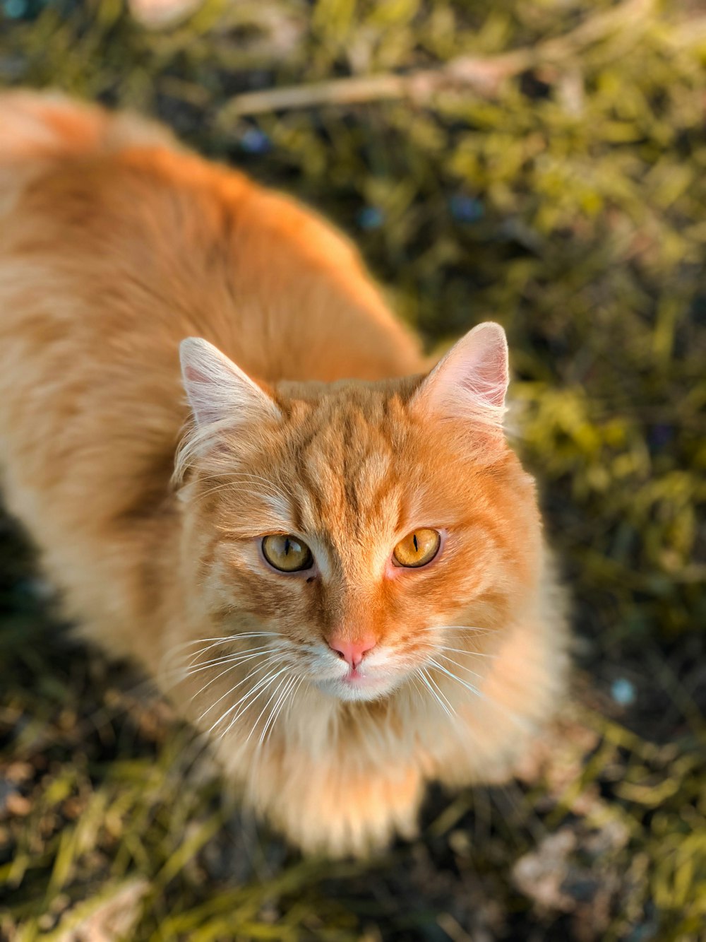 orange tabby cat on green grass during daytime